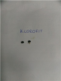 c00add42-Sjeme klorofita.jpg